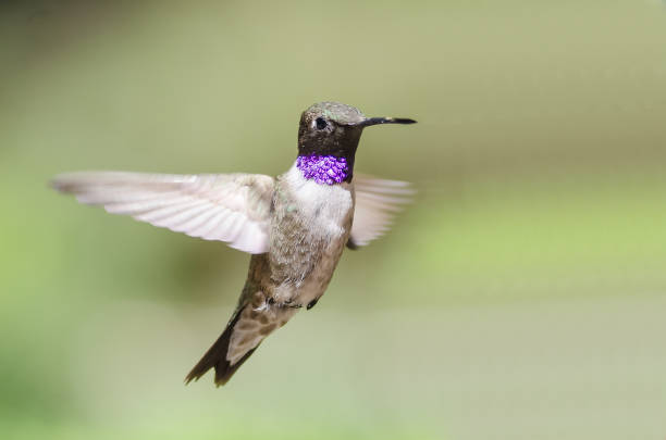 Black-Chinned Hummingbird with Throat Aglow While Hovering in Flight