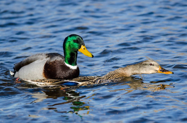 istock Pair of Mallard Ducks Mating on the Water 1141297572