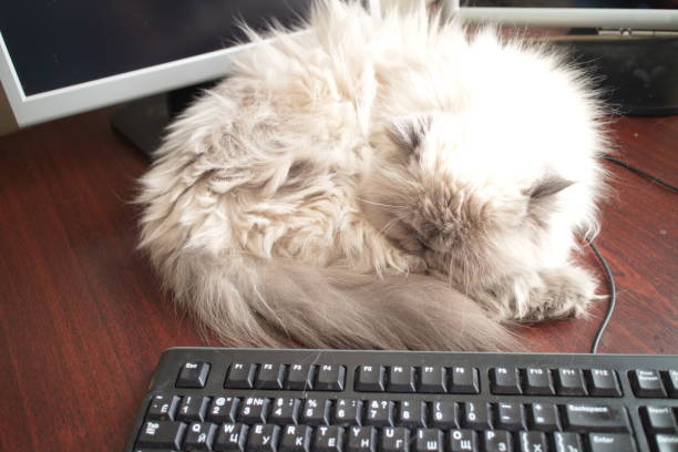 istock White cat sleeping on the table at the computer monitor 1141297774