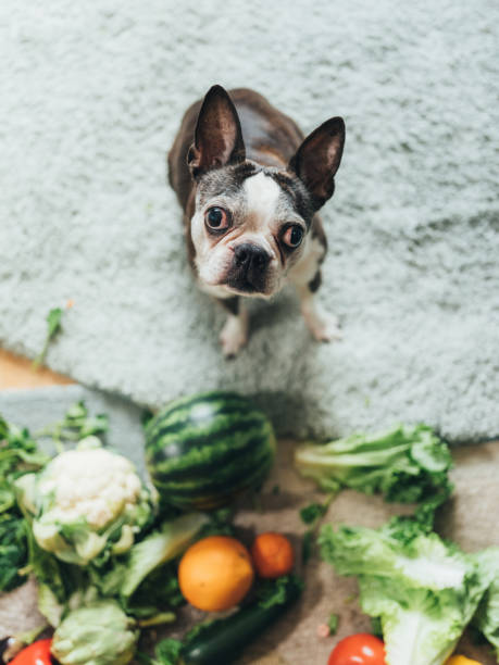 istock Cute dog playing with groceries 1141297830
