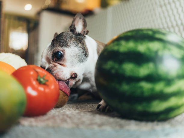 istock Cute dog playing with groceries 1141297896