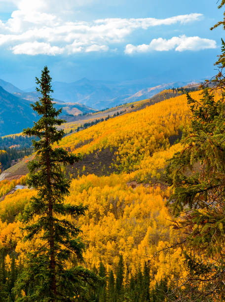 istock Autumn colors as aspen tree change in Colorado 1141299097