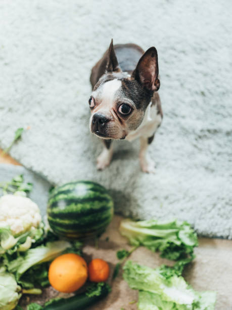 istock Cute dog playing with groceries 1141299153
