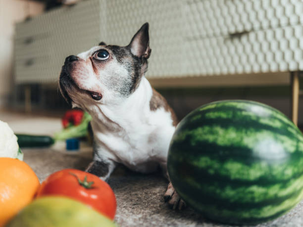 istock Cute dog playing with groceries 1141299189