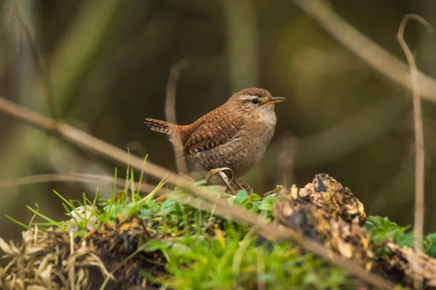 istock Eurasian Wren bird (Troglodytes troglodytes) display, singing and mating during Springtime season 1141299258