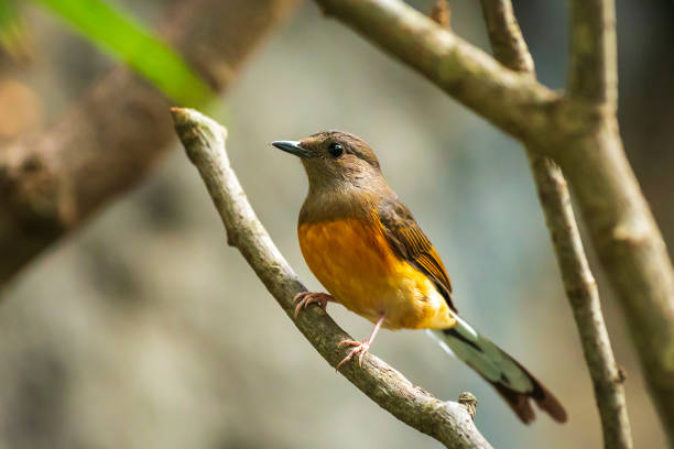 istock female white-rumped shama bird Copsychus malabaricus 1141299274
