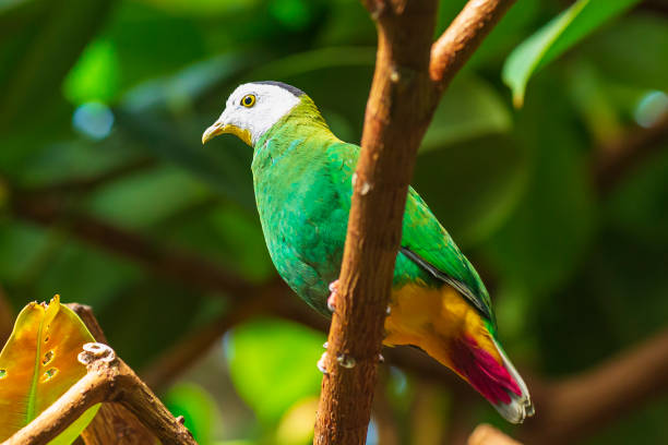 istock Exotic black-naped fruit dove Ptilinopus melanospilus 1141299288