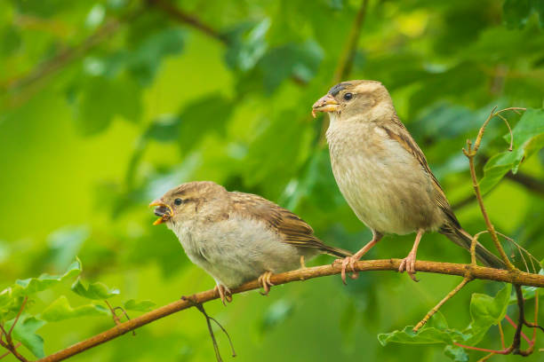 istock House sparrow bird passer domesticus feeding in the wild 1141299319