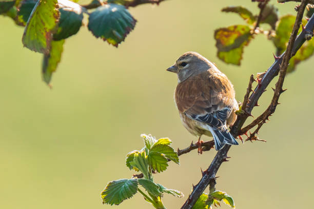 istock Linnet bird, Carduelis cannabina singing 1141299320