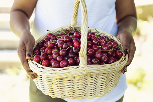 early summer: afro american holding basket filled with cherries, fresh from the tree