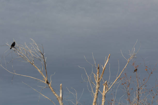 istock Bosque del Apache New Mexico, red winged blackbirds in bare treetops, winter 1141299740