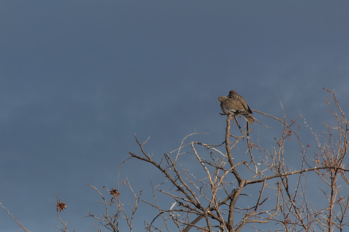 Bosque del Apache New Mexico, pair of White-winged Dove Zenaida asiatica in bare trees against a dark sky, winter, horizontal aspect