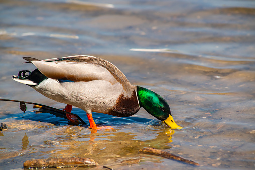 A duck swims in the dark water of a pond at sunset. Mallard, lat. Anas platyrhynchos, female