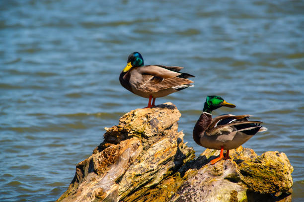 Beautiful mallard ducks in the Danube river