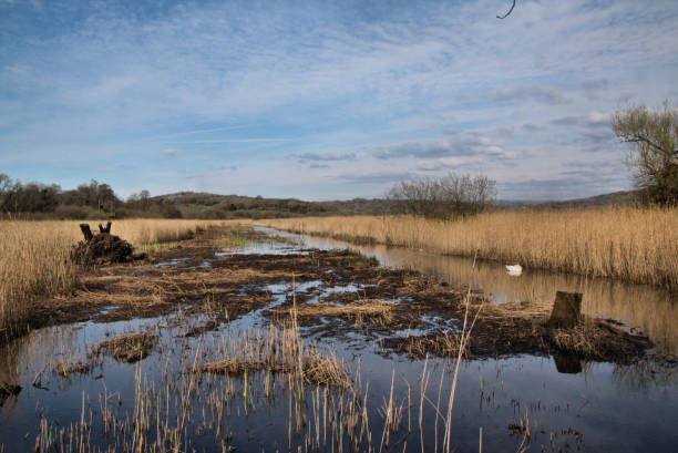 A picture of Leighton Moss Nature Reserve