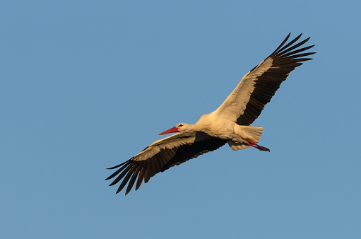 Flying white storck