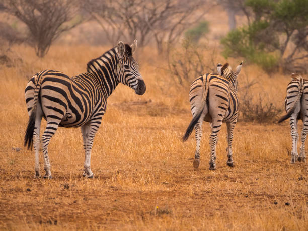 istock Single zebra in scorching hot dry landscape 1141302613