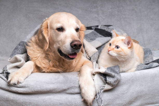 Happy young golden retriever dog and cute mixed breed ginger cat under cozy tartan plaid. Animals warms under black and white blanket in cold winter weather. Friendship of pets. Pets care concept. Happy young golden retriever dog and cute mixed breed ginger cat under cozy tartan plaid. Animals warms under black and white blanket in cold winter weather. Friendship of pets. Pets care concept. warms stock pictures, royalty-free photos & images