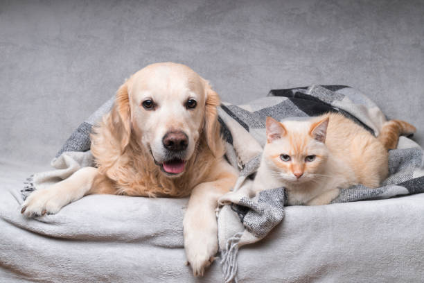 Happy young golden retriever dog and cute mixed breed ginger cat under cozy tartan plaid. Animals warms under black and white blanket in cold winter weather. Friendship of pets. Pets care concept. Happy young golden retriever dog and cute mixed breed ginger cat under cozy tartan plaid. Animals warms under black and white blanket in cold winter weather. Friendship of pets. Pets care concept. warms stock pictures, royalty-free photos & images