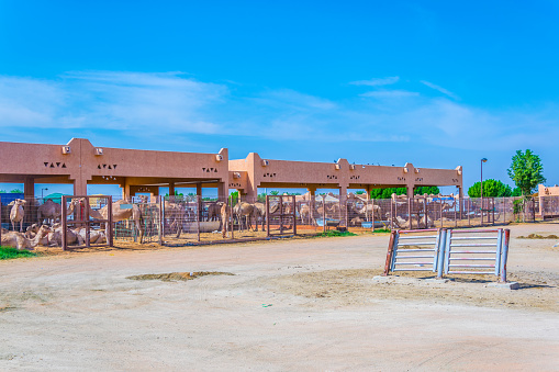 view of a camel market in Al Ain, UAE