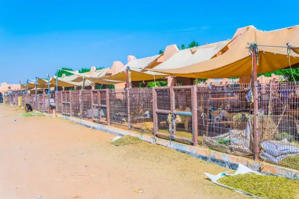 Photo of view of a camel market in Al Ain, UAE