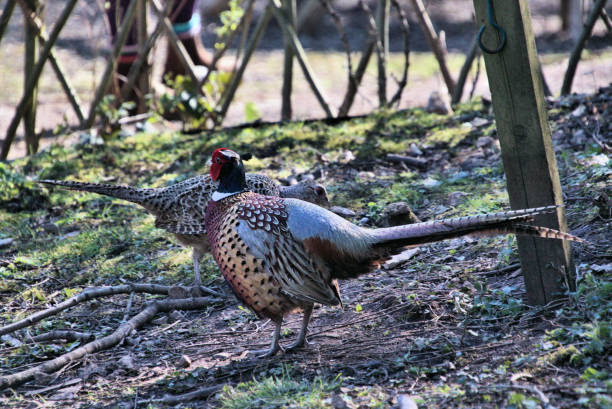 istock A close up of a Pheasant at Leighton Moss Nature Reserve 1141304201