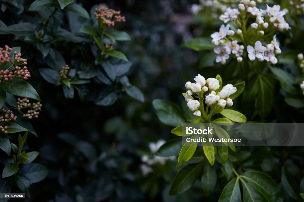 Springtime in Italy with blooming flowers Italy in spring, Southern Europe. Green plants. Close-up of plants in the garden Close-up Stock Photo