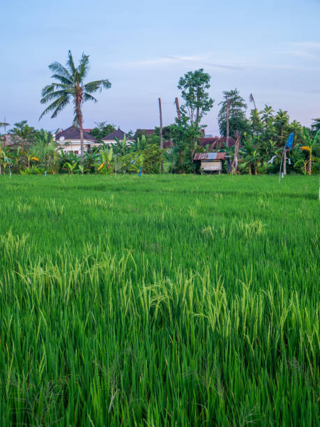 istock Old house in green rice field. 1141304885