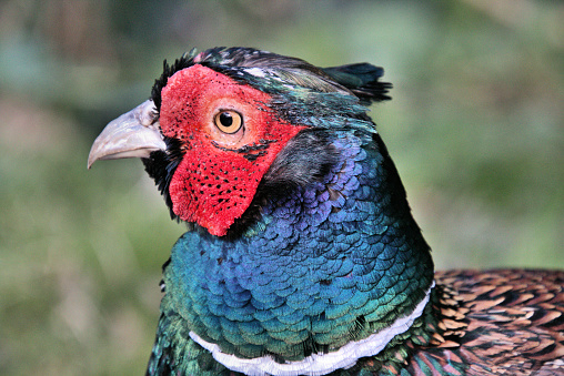 A close up of a Pheasant at Leighton Moss Nature Reserve