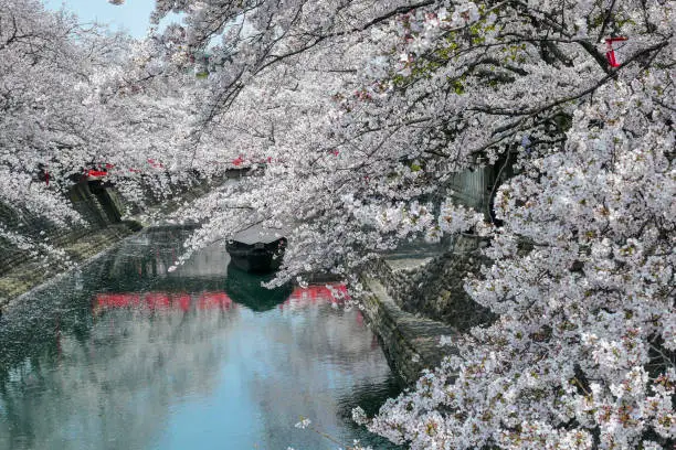 cherry blossom and river in Ogaki,Gifu,Japan.
