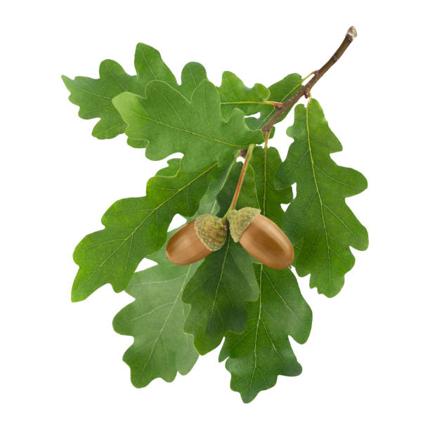 hojas de roble y bellota sobre fondo blanco - hoja de roble fotografías e imágenes de stock