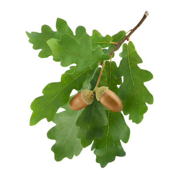 참나무 잎과 도토리 흰색 바탕에 - oak leaf 뉴스 사진 이미지