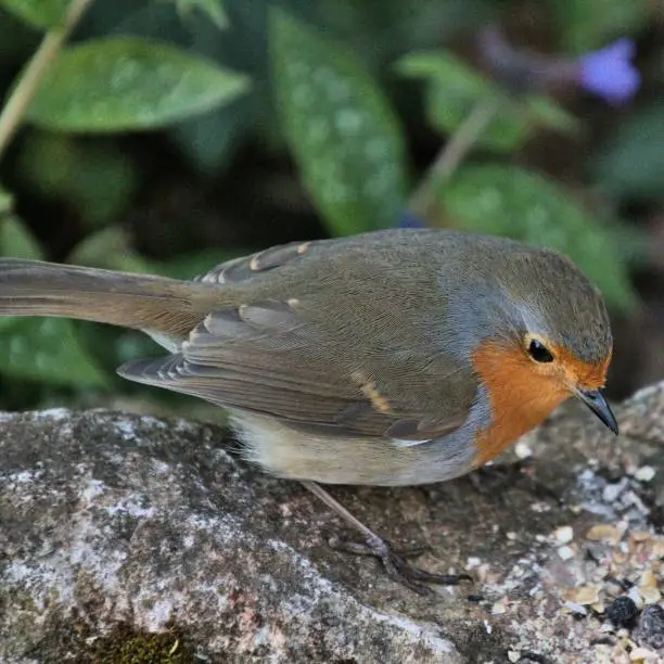 A close up of a Robin