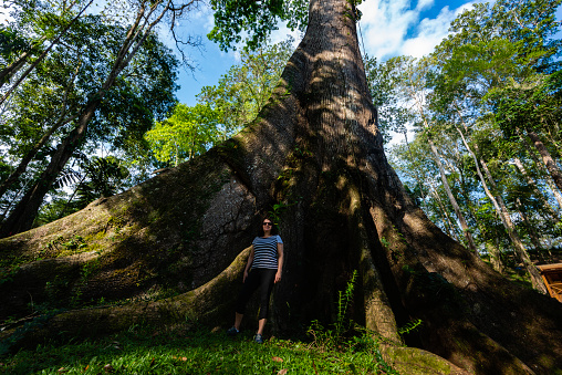 Woman standing next to and admiring a giant 600 year old tropical tree in a rainforest in Costa Rica.