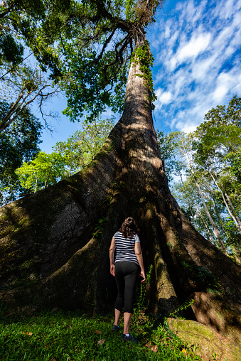 Woman admiring a giant 600 year old tropical tree in a rainforest in Costa Rica.