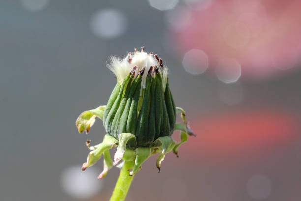 Faded dandelion in the field