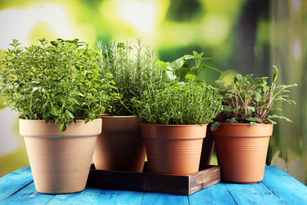 istock Homegrown and aromatic herbs in old clay pots on rustic background 1141312370