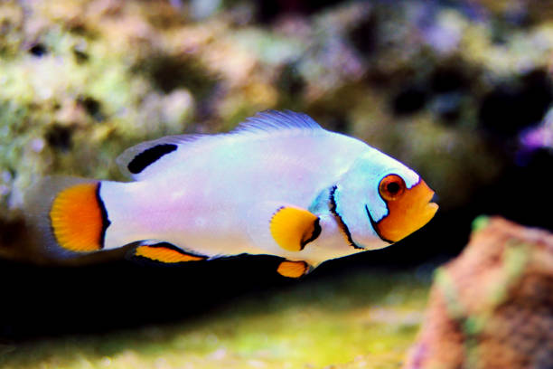 istock Captive-Bred Extreme Snow Onyx Clownfish  - (Amphriprion ocellaris x Amphriprion percula) 1141313595
