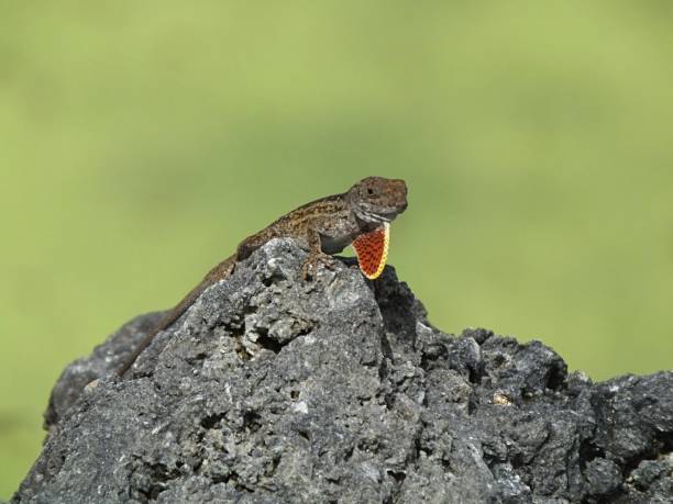 istock Brown Anole (Anolis sagrei) resting on a rock 1141313713