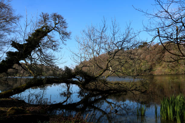 istock Fallen Tree in a Scottish Loch at Dusk 1141314919