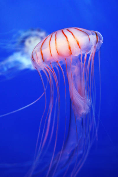istock Medusa - Peaceful Chrysaora 1141314984