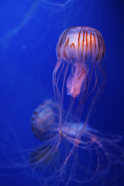 istock Medusa - Peaceful Chrysaora 1141314993