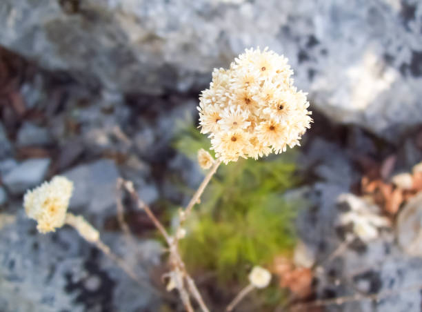 istock Yellow southern flower 1141315125