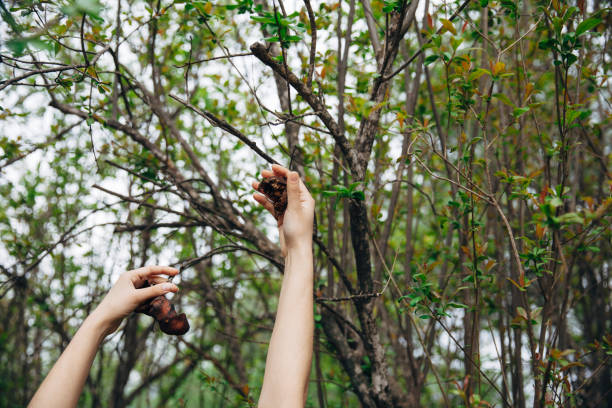 istock Human hand holding pomegranate rotting 1141315905