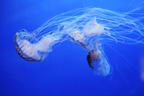 istock Medusa - Peaceful Chrysaora 1141316074