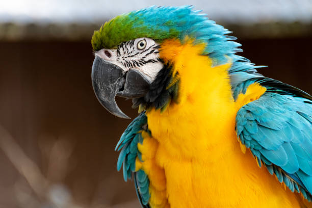istock Yellow, Green and Blue Macaw Parrot 1141317868