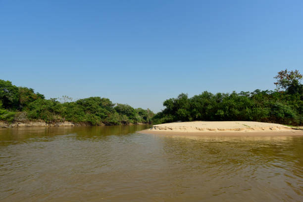 istock landscape of river and jungle 1141317984