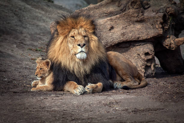 istock Lion and Baby Cub 1141318727