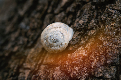 Beautiful snail shell on green ivy leaf on old wooden background