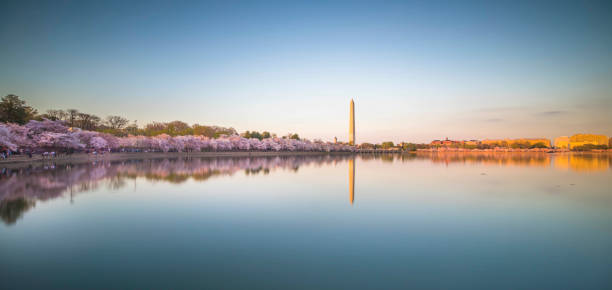 washington dc en spring - cherry blossom spring day sakura fotografías e imágenes de stock